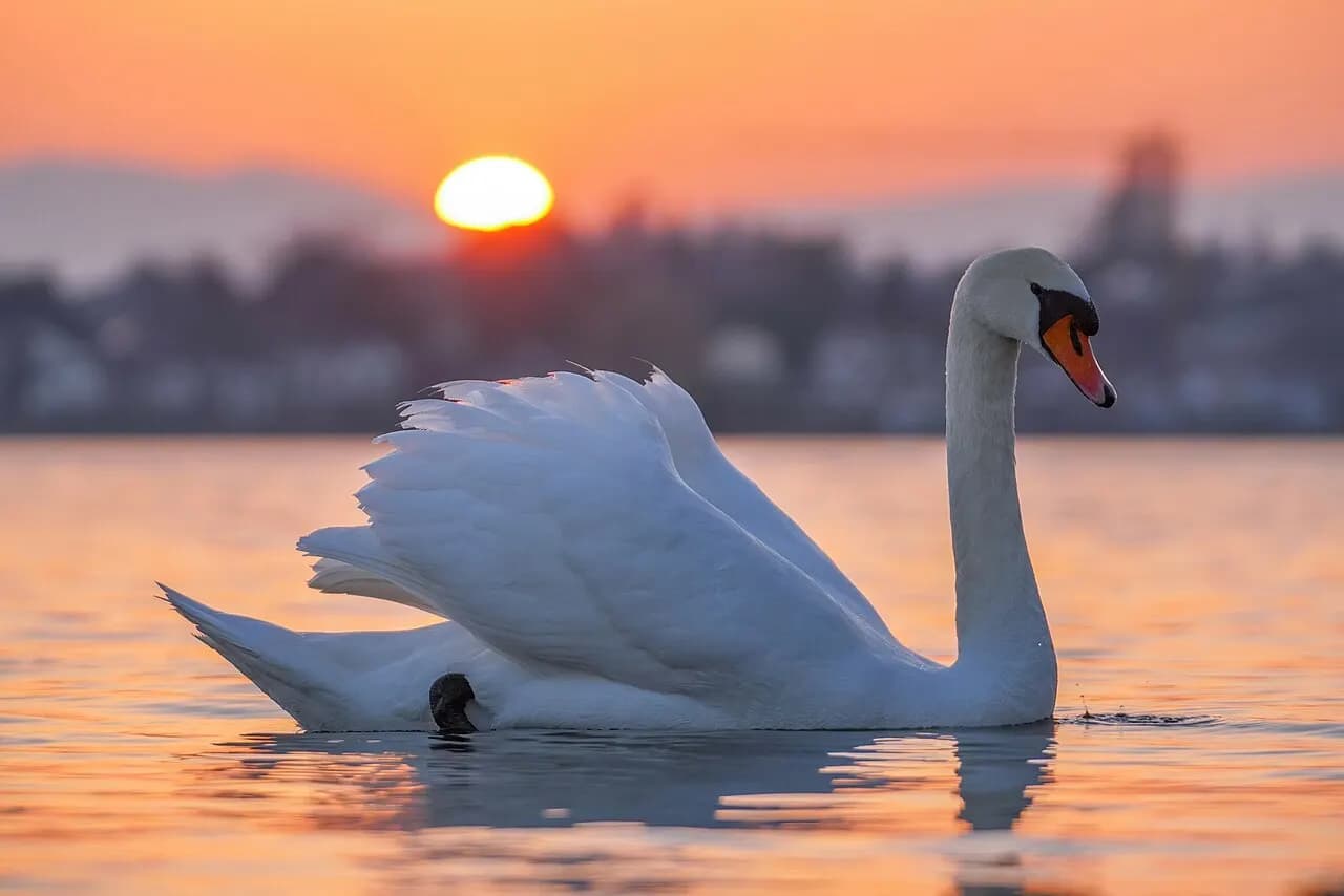 Canton de Genève — 093 Wild Mute swan at Lake Geneva during sunset Photo by Giles Laurent